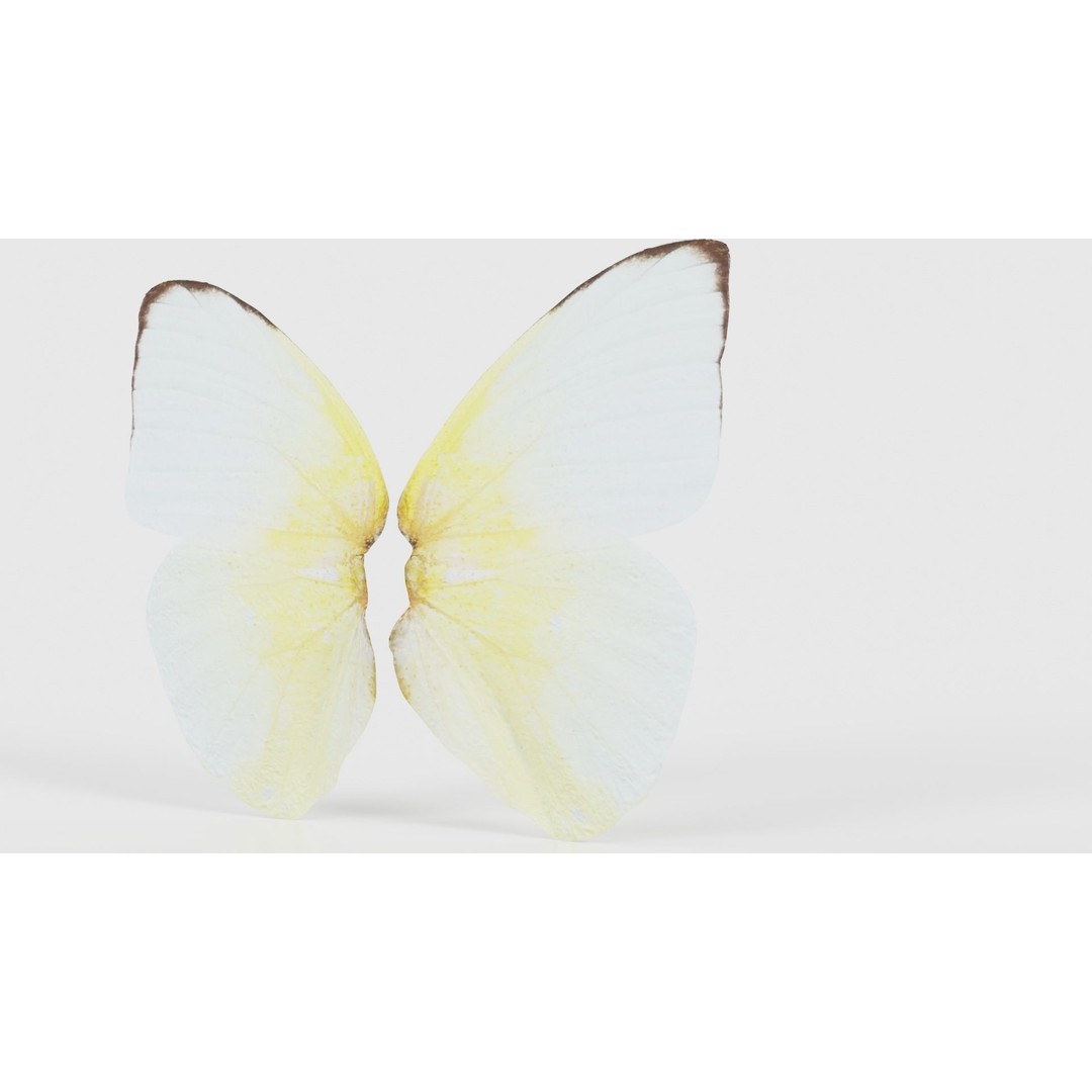 Common Emigrant 3D Model – Low Poly Insect with PBR Textures, FBX - View 22