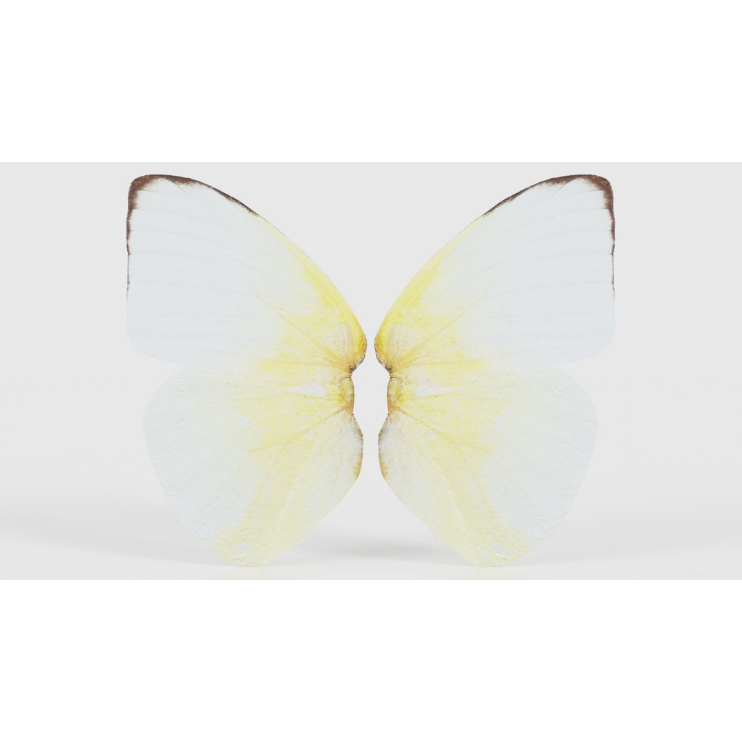 Common Emigrant 3D Model – Low Poly Insect with PBR Textures, FBX - View 23