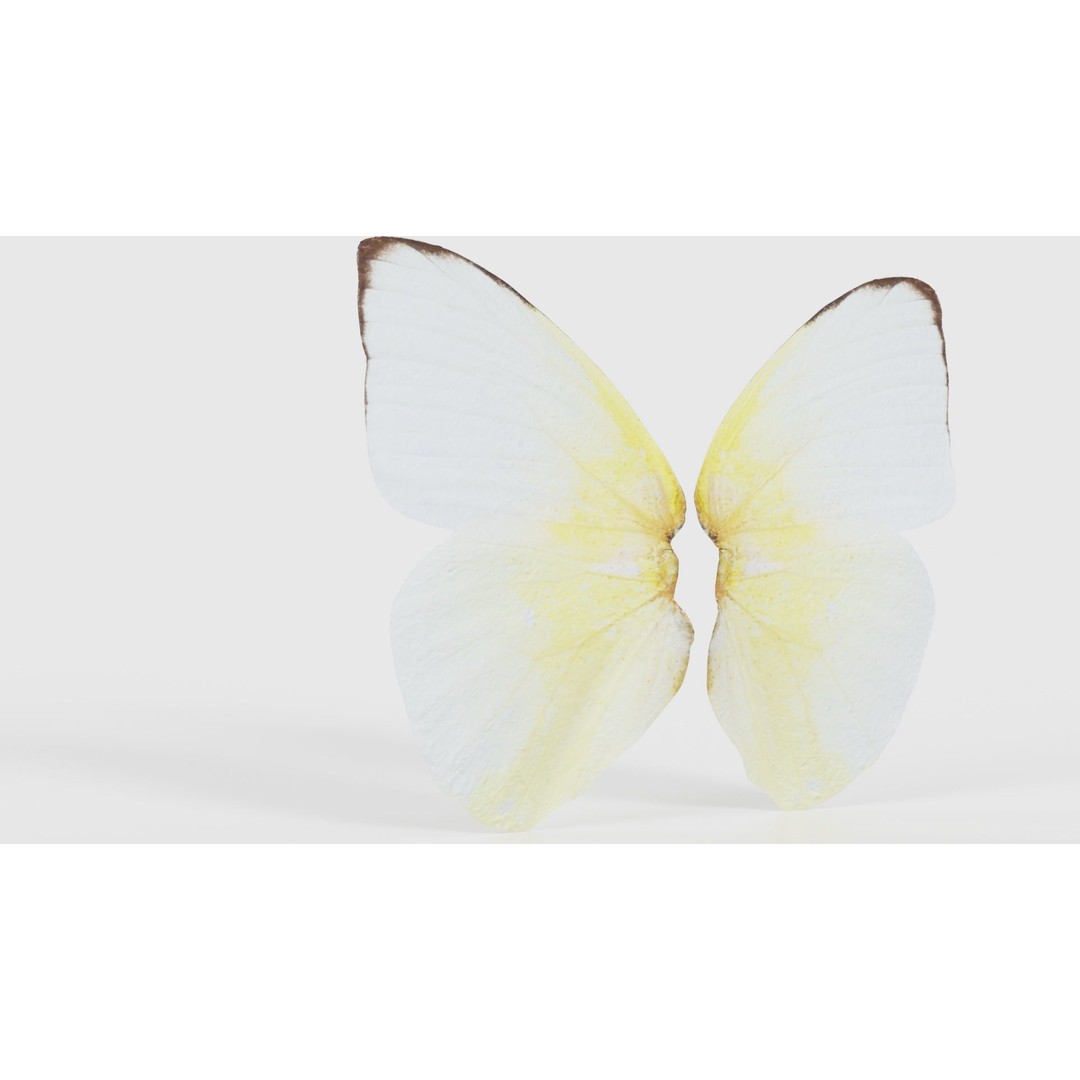 Common Emigrant 3D Model – Low Poly Insect with PBR Textures, FBX - View 24