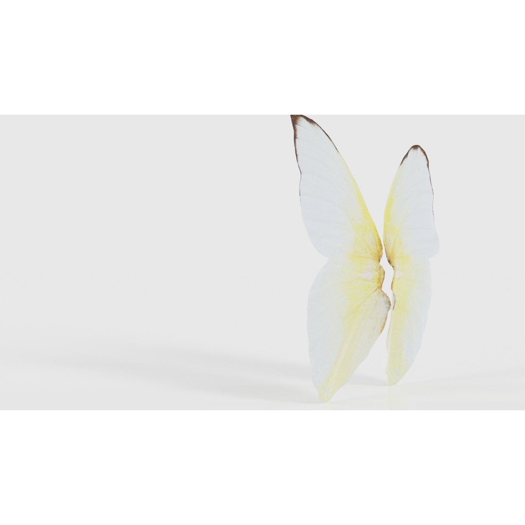 Common Emigrant 3D Model – Low Poly Insect with PBR Textures, FBX - View 25