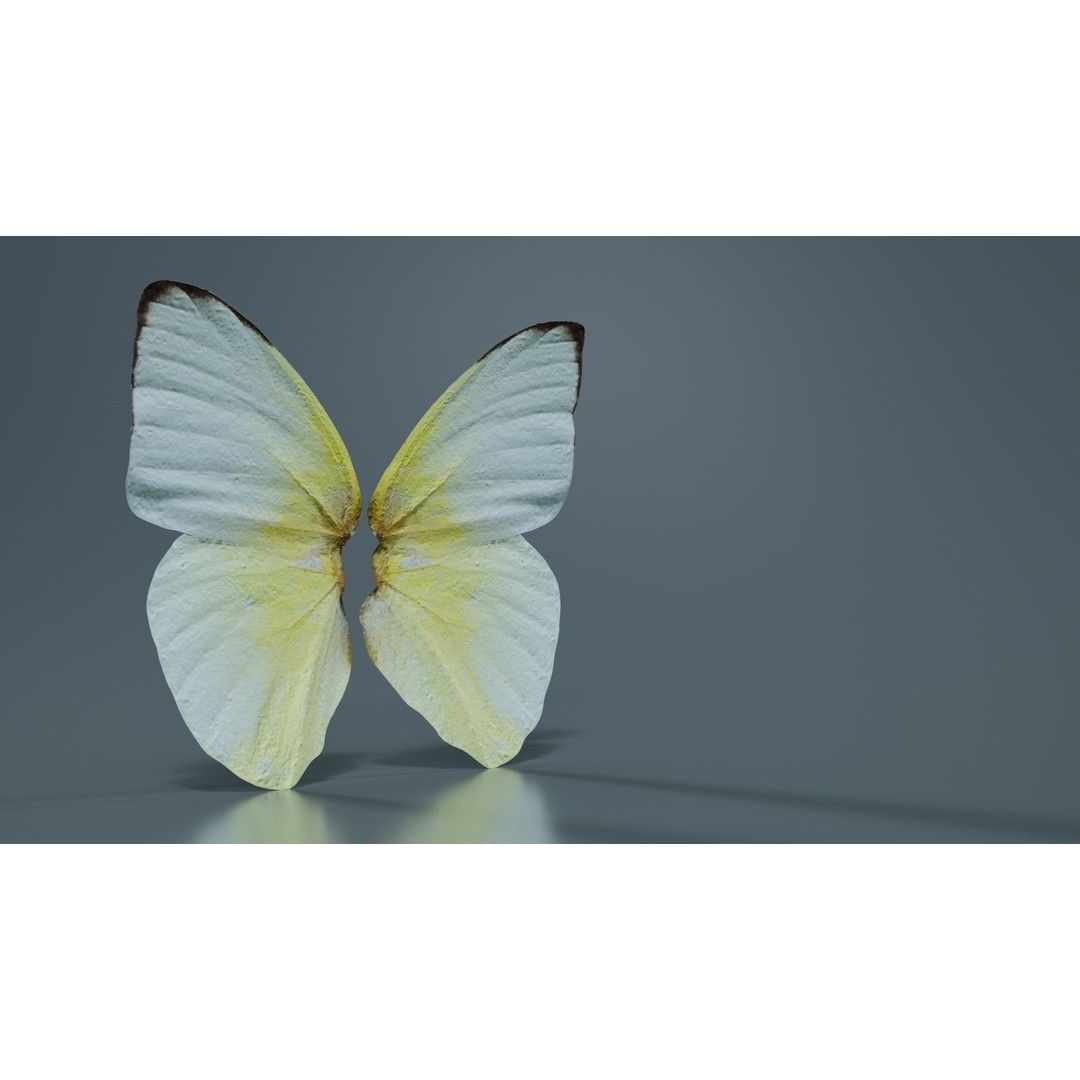 Common Emigrant 3D Model – Low Poly Insect with PBR Textures, FBX - View 4