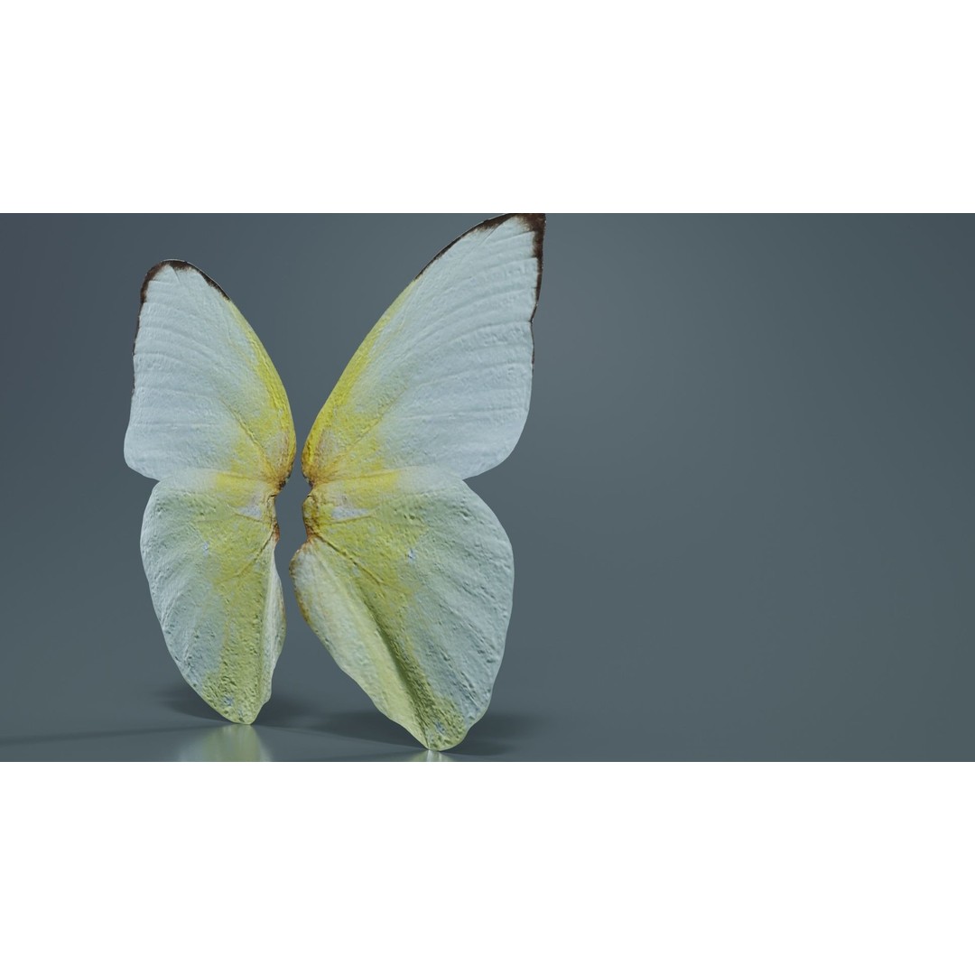 Common Emigrant 3D Model – Low Poly Insect with PBR Textures, FBX - View 5