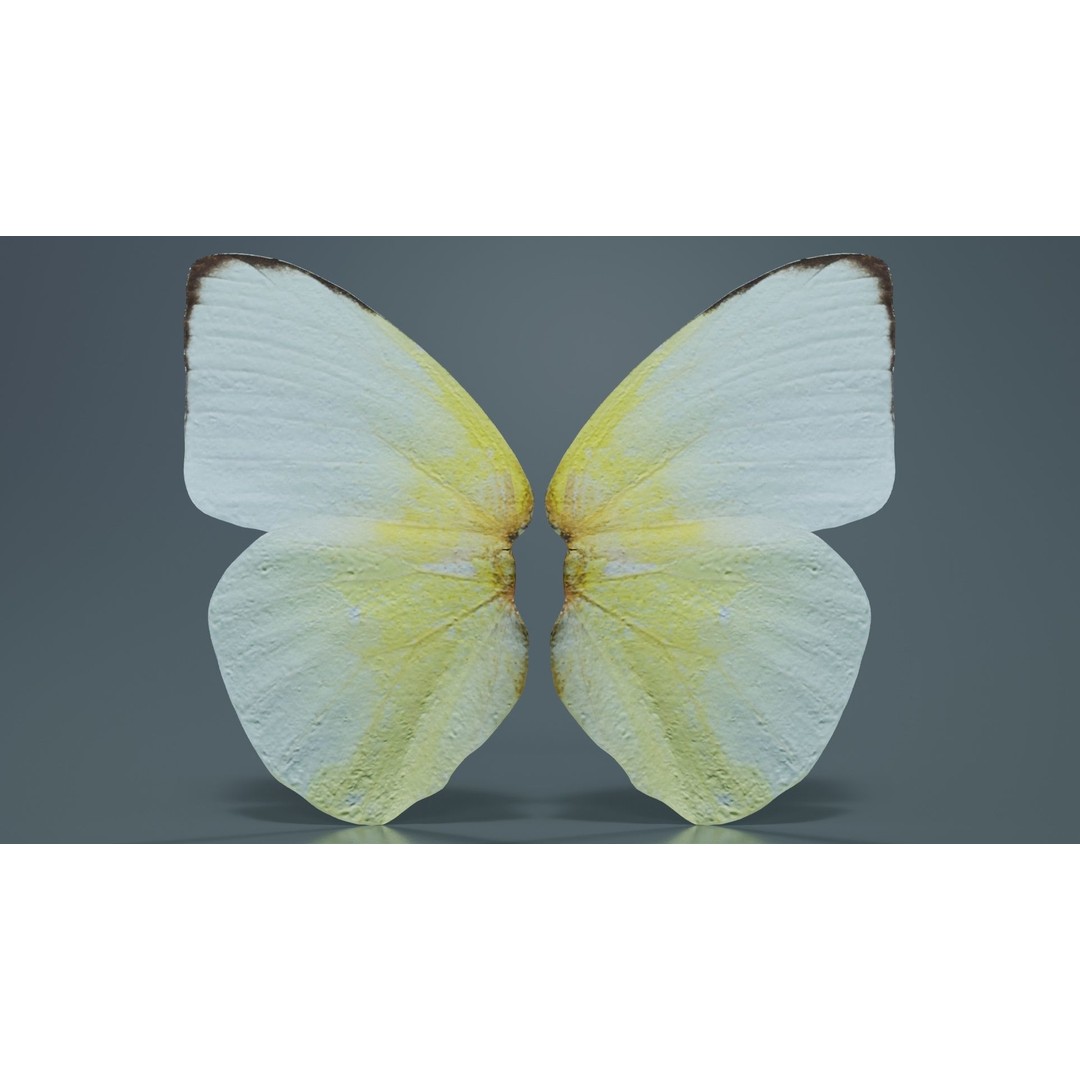 Common Emigrant 3D Model – Low Poly Insect with PBR Textures, FBX - View 7