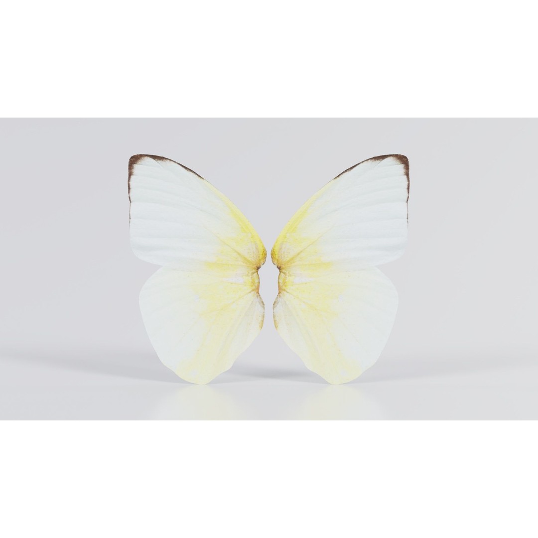 Common Emigrant 3D Model – Low Poly Insect with PBR Textures, FBX - View 8