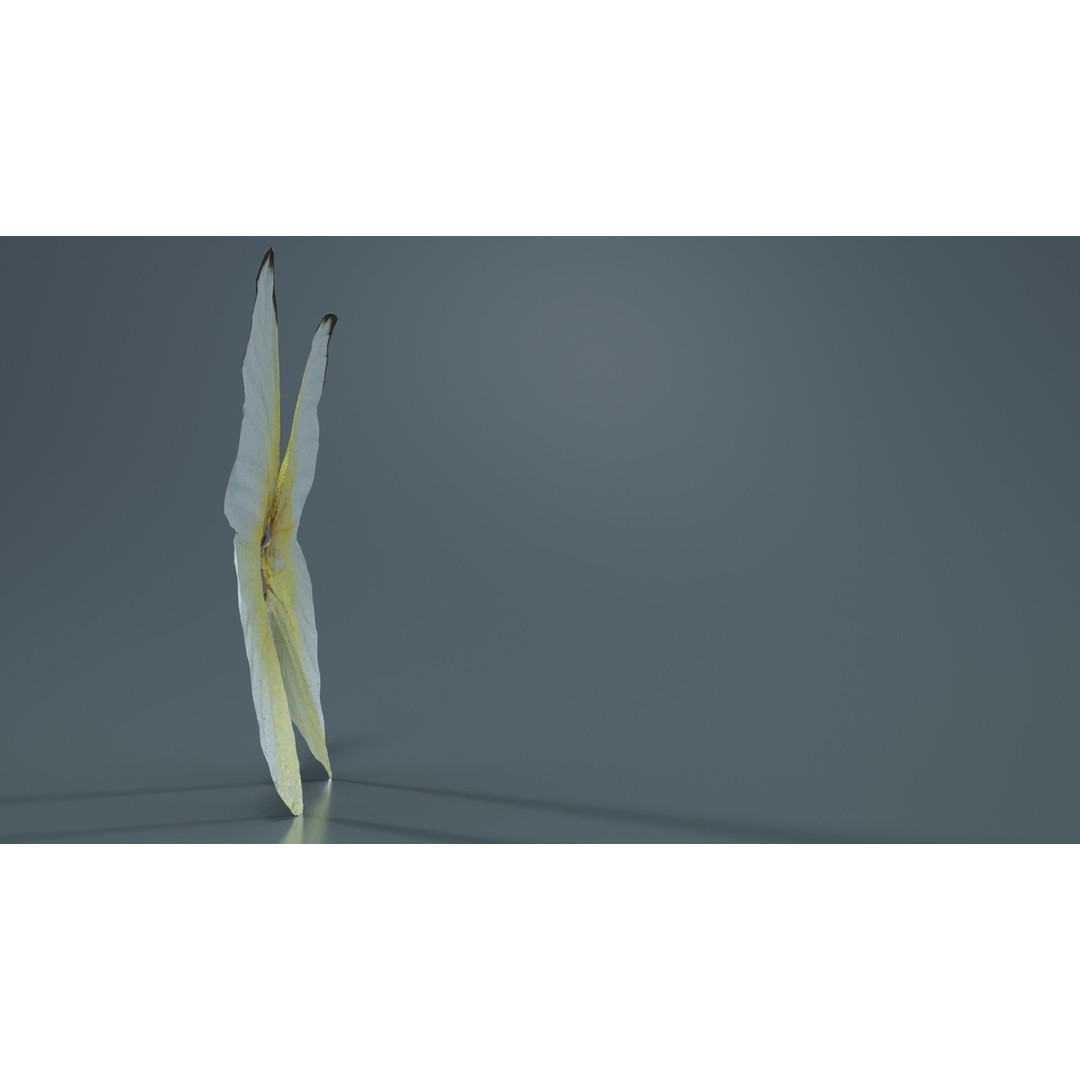 Common Emigrant 3D Model – Low Poly Insect with PBR Textures, FBX - View 9