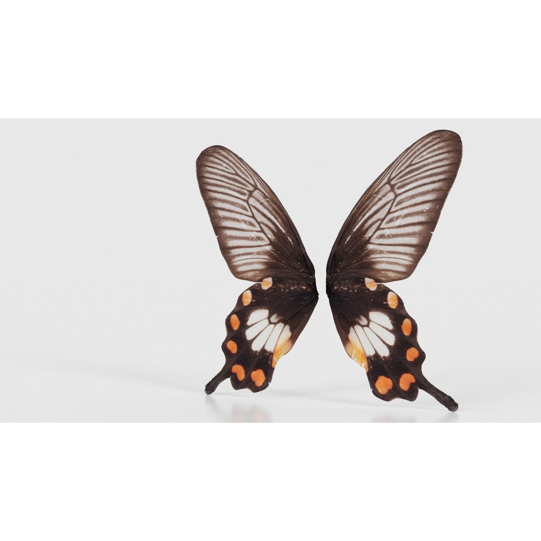 Common Rose 3D Model – Low Poly Insect with PBR Textures, FBX