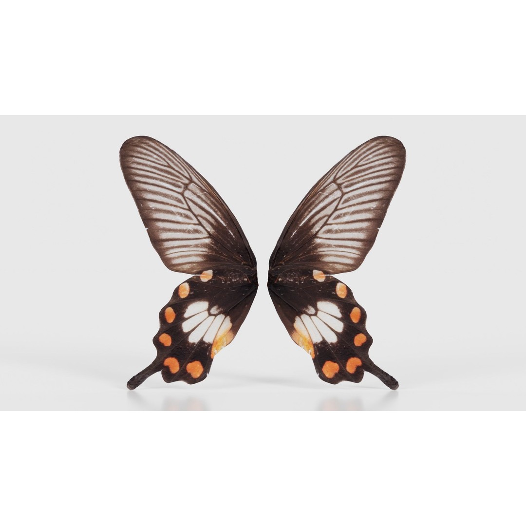 Common Rose 3D Model – Low Poly Insect with PBR Textures, FBX - View 17