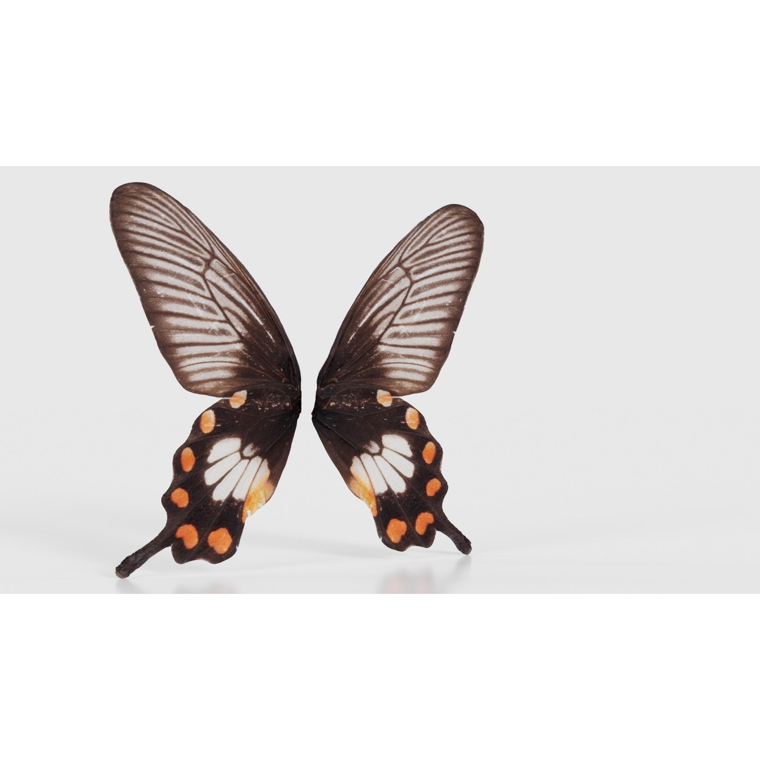 Common Rose 3D Model – Low Poly Insect with PBR Textures, FBX - View 18
