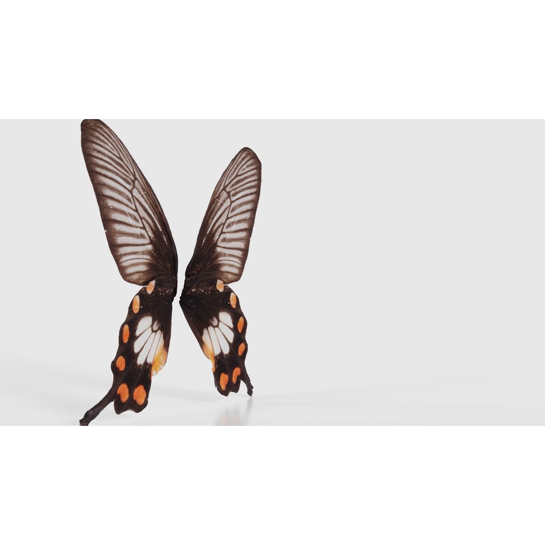 Common Rose 3D Model – Low Poly Insect with PBR Textures, FBX - View 19