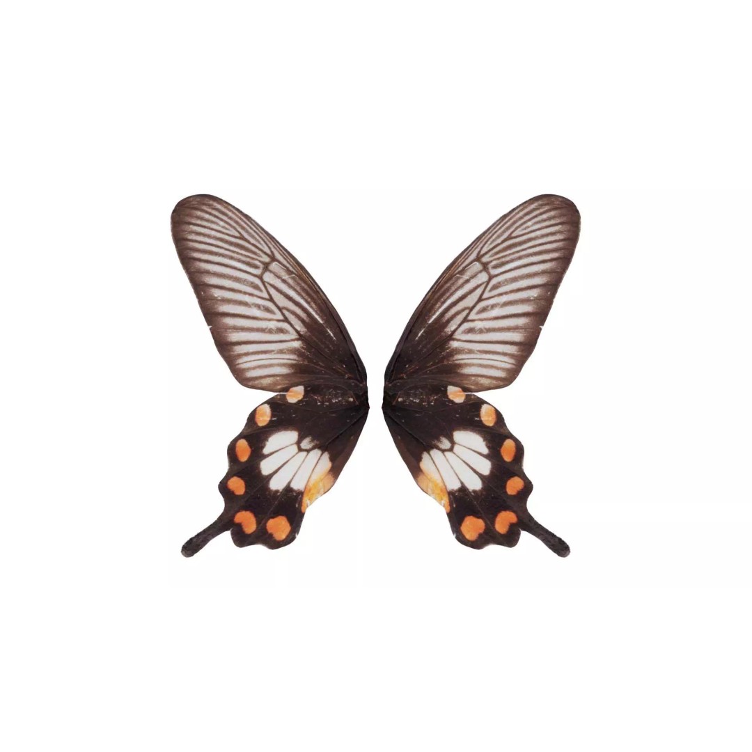 Common Rose 3D Model – Low Poly Insect with PBR Textures, FBX - View 2