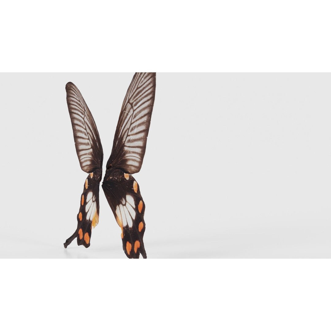 Common Rose 3D Model – Low Poly Insect with PBR Textures, FBX - View 21