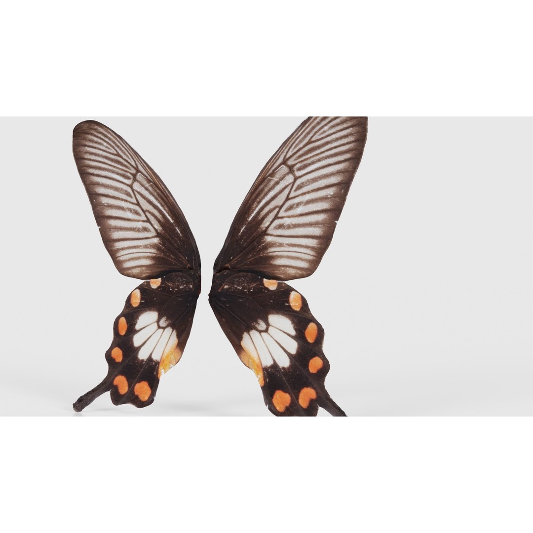 Common Rose 3D Model – Low Poly Insect with PBR Textures, FBX - View 22