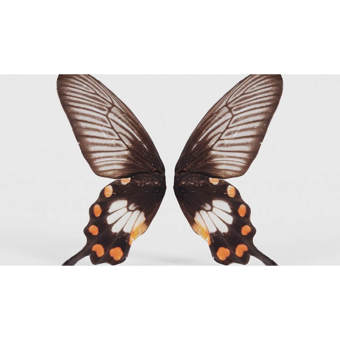 Common Rose 3D Model – Low Poly Insect with PBR Textures, FBX - View 23