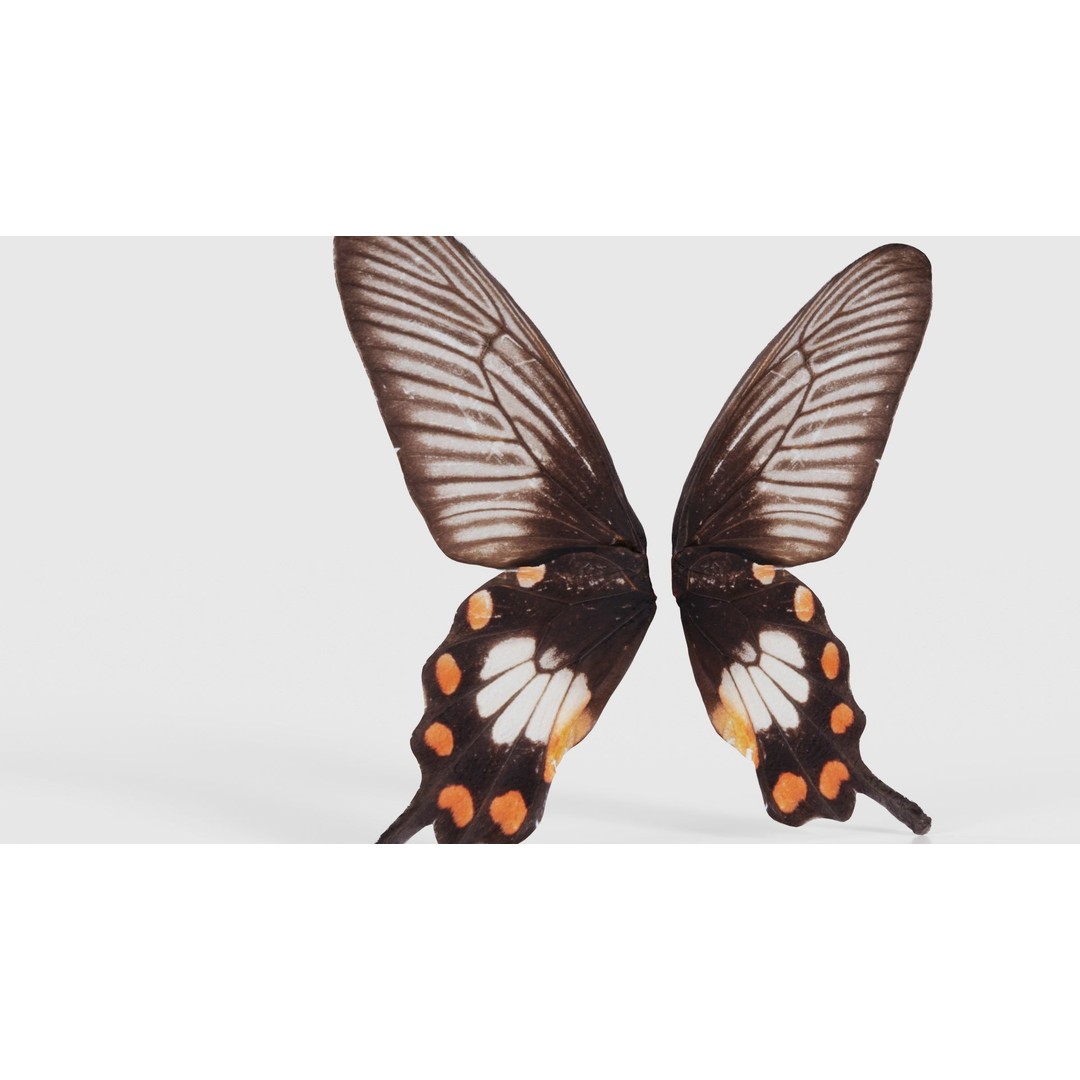 Common Rose 3D Model – Low Poly Insect with PBR Textures, FBX - View 24