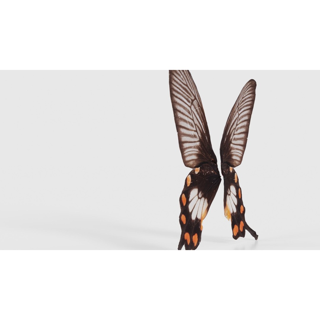 Common Rose 3D Model – Low Poly Insect with PBR Textures, FBX - View 25