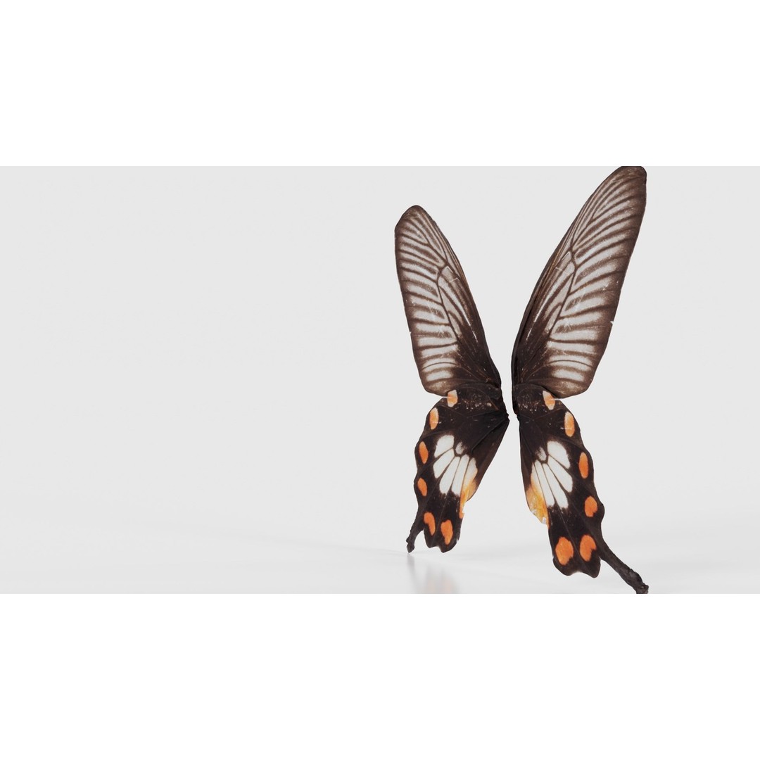 Common Rose 3D Model – Low Poly Insect with PBR Textures, FBX - View 27