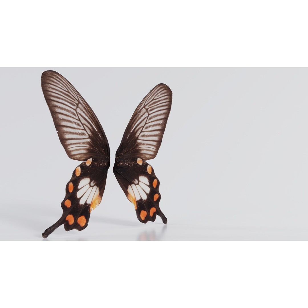 Common Rose 3D Model – Low Poly Insect with PBR Textures, FBX - View 5