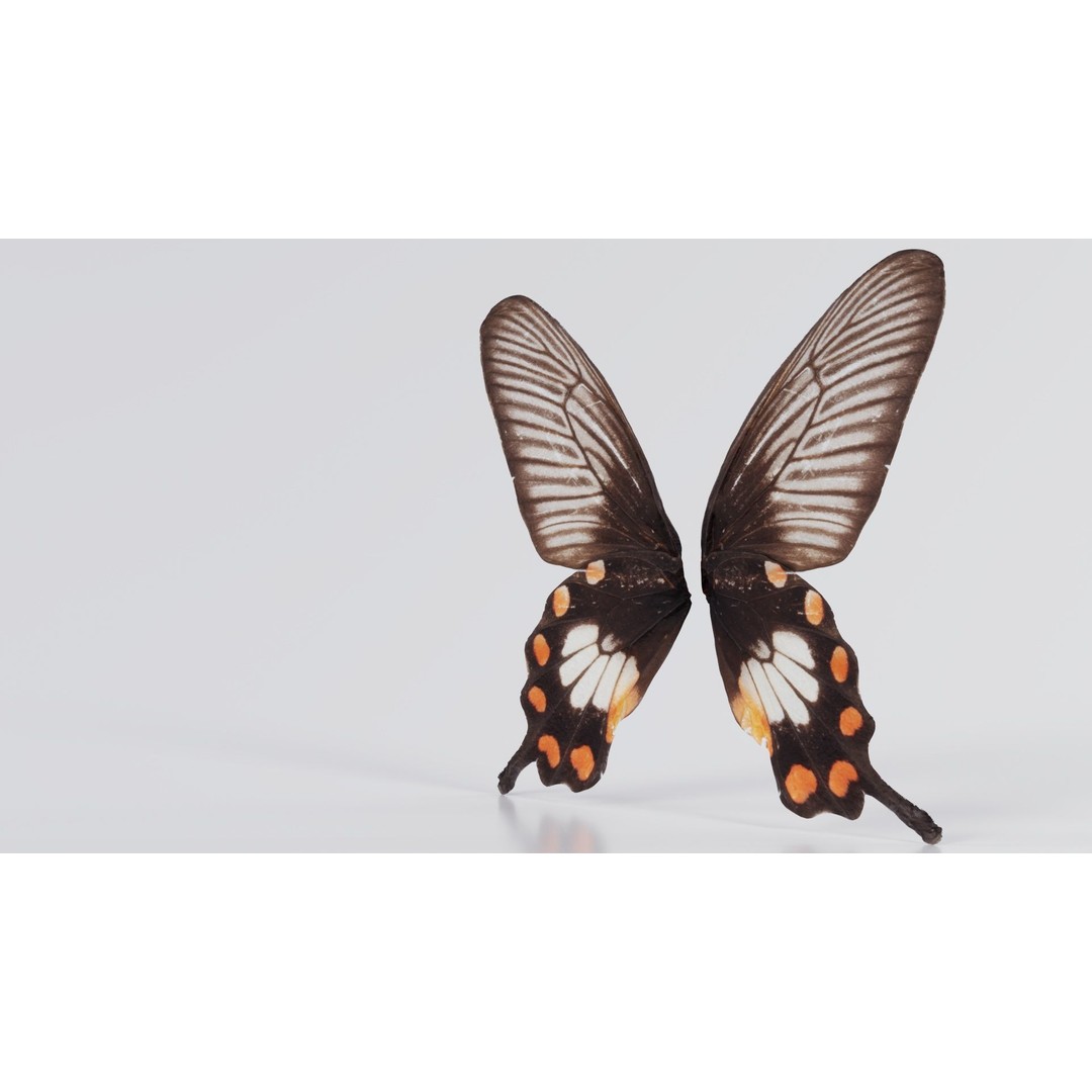 Common Rose 3D Model – Low Poly Insect with PBR Textures, FBX - View 6