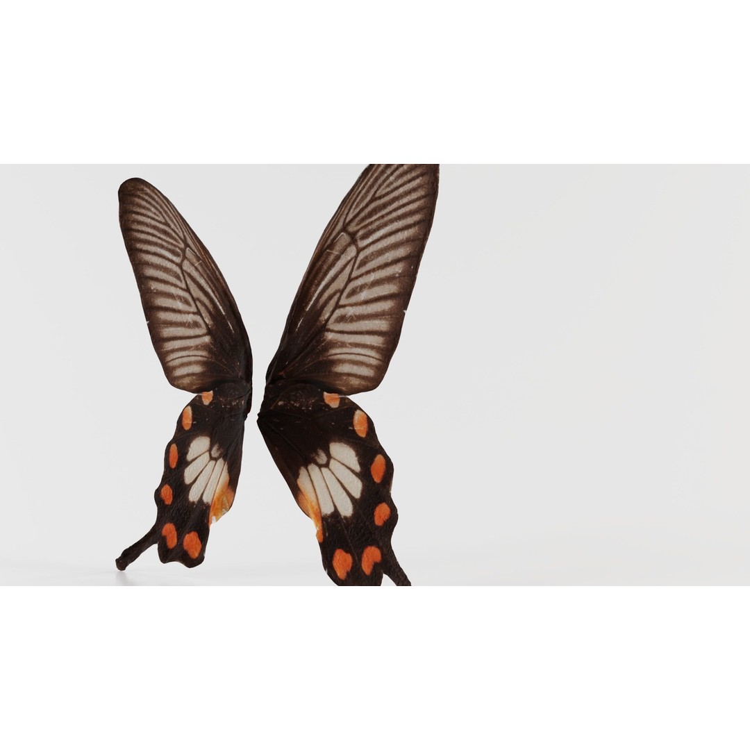 Common Rose 3D Model – Low Poly Insect with PBR Textures, FBX - View 9