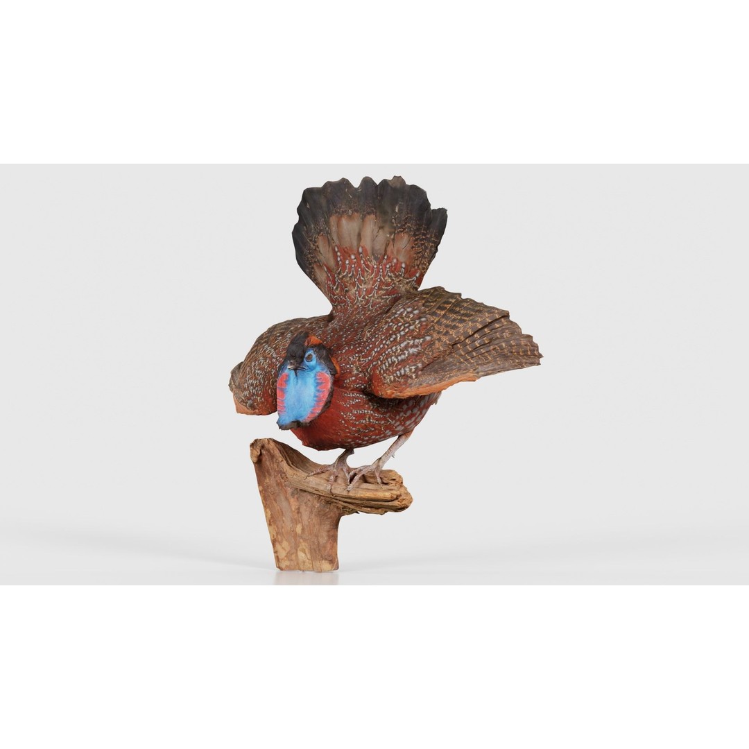 Tragopan Horned Pheasant 3D Model – Low Poly Game Asset, FBX, Blender