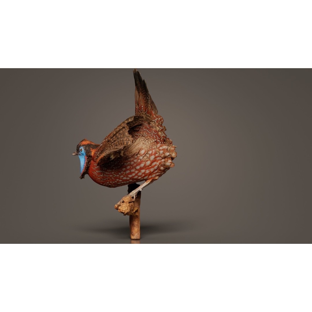 Tragopan Horned Pheasant 3D Model – Low Poly Game Asset, FBX, Blender - View 10