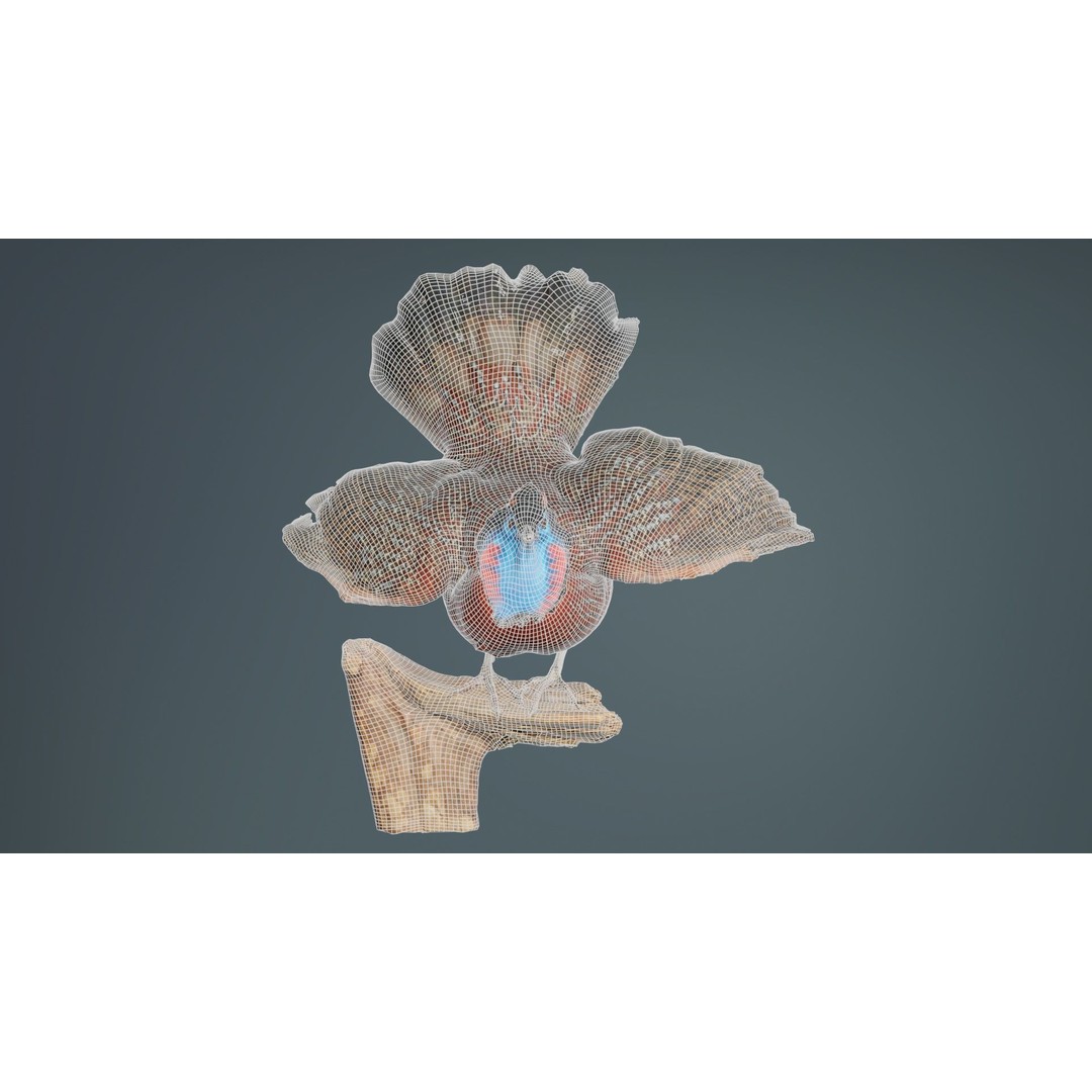 Tragopan Horned Pheasant 3D Model – Low Poly Game Asset, FBX, Blender - View 11
