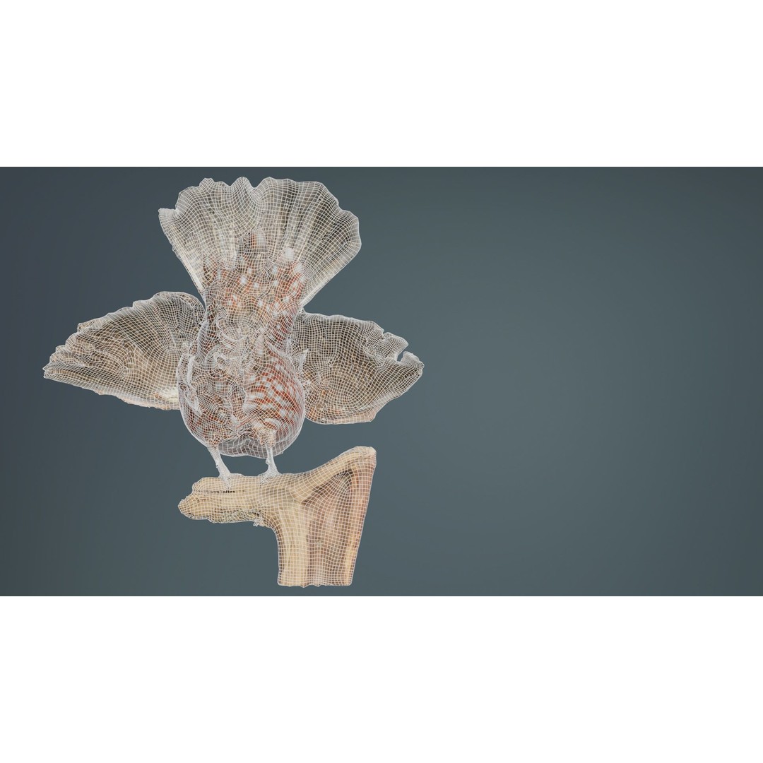 Tragopan Horned Pheasant 3D Model – Low Poly Game Asset, FBX, Blender - View 12