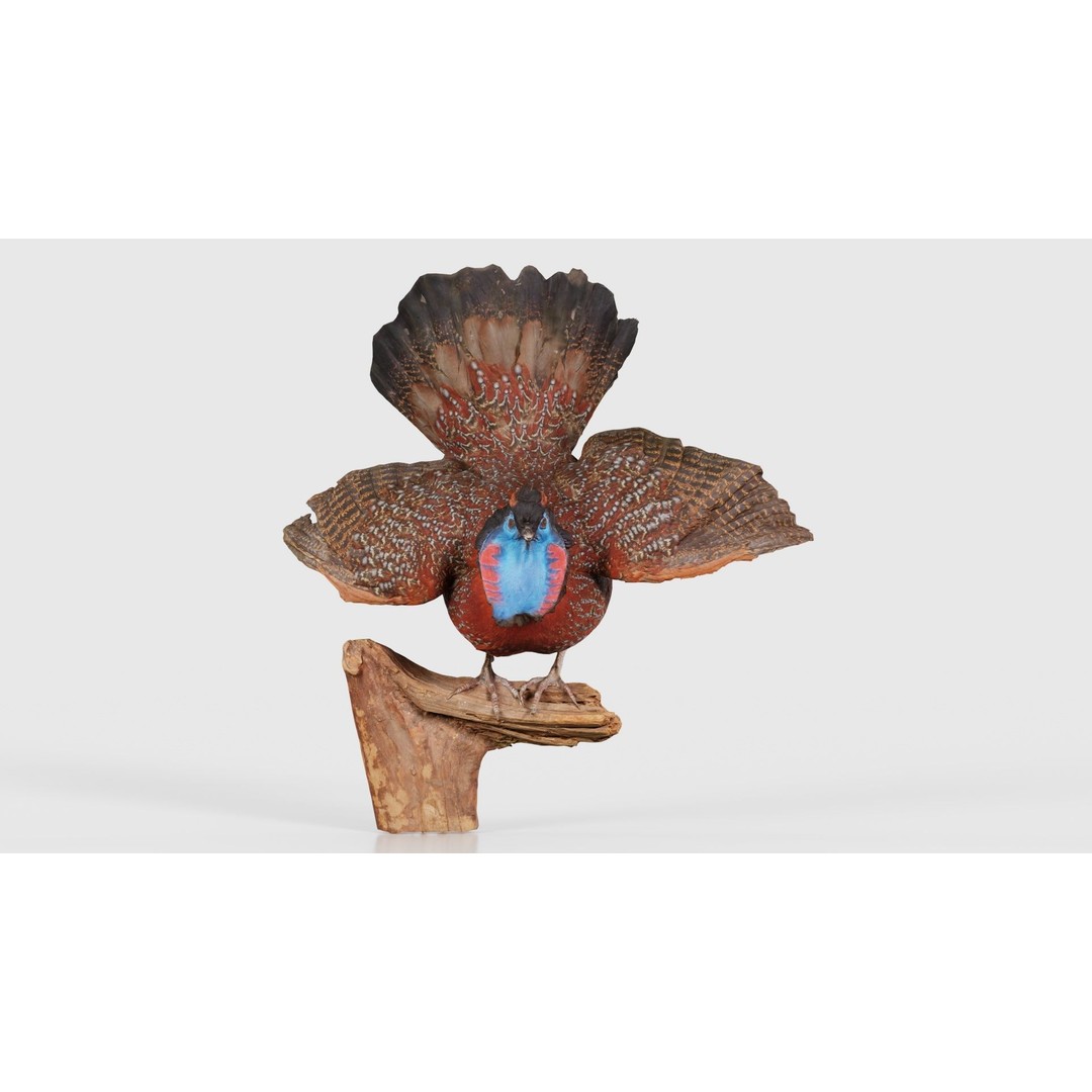 Tragopan Horned Pheasant 3D Model – Low Poly Game Asset, FBX, Blender - View 17
