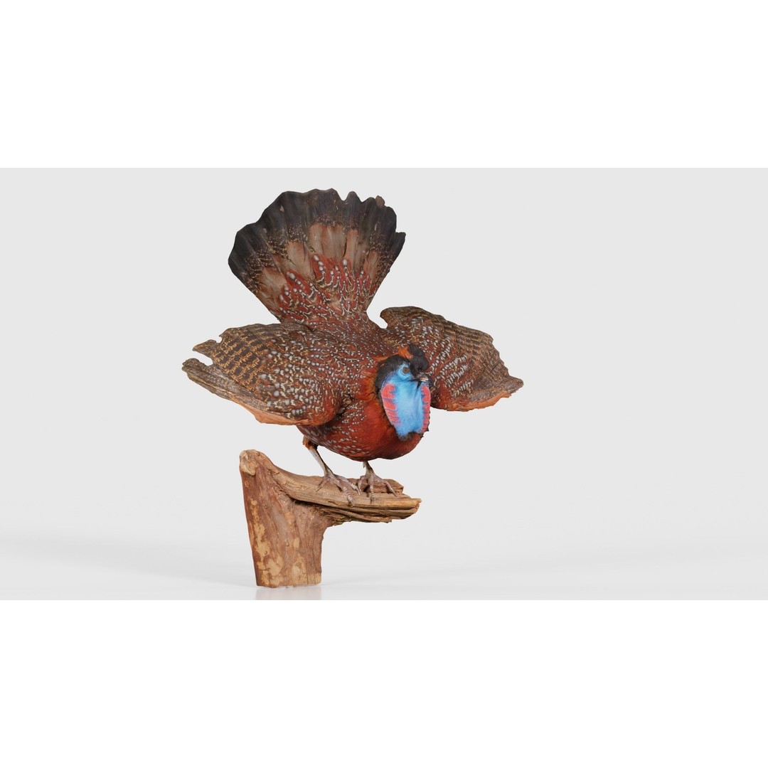 Tragopan Horned Pheasant 3D Model – Low Poly Game Asset, FBX, Blender - View 18