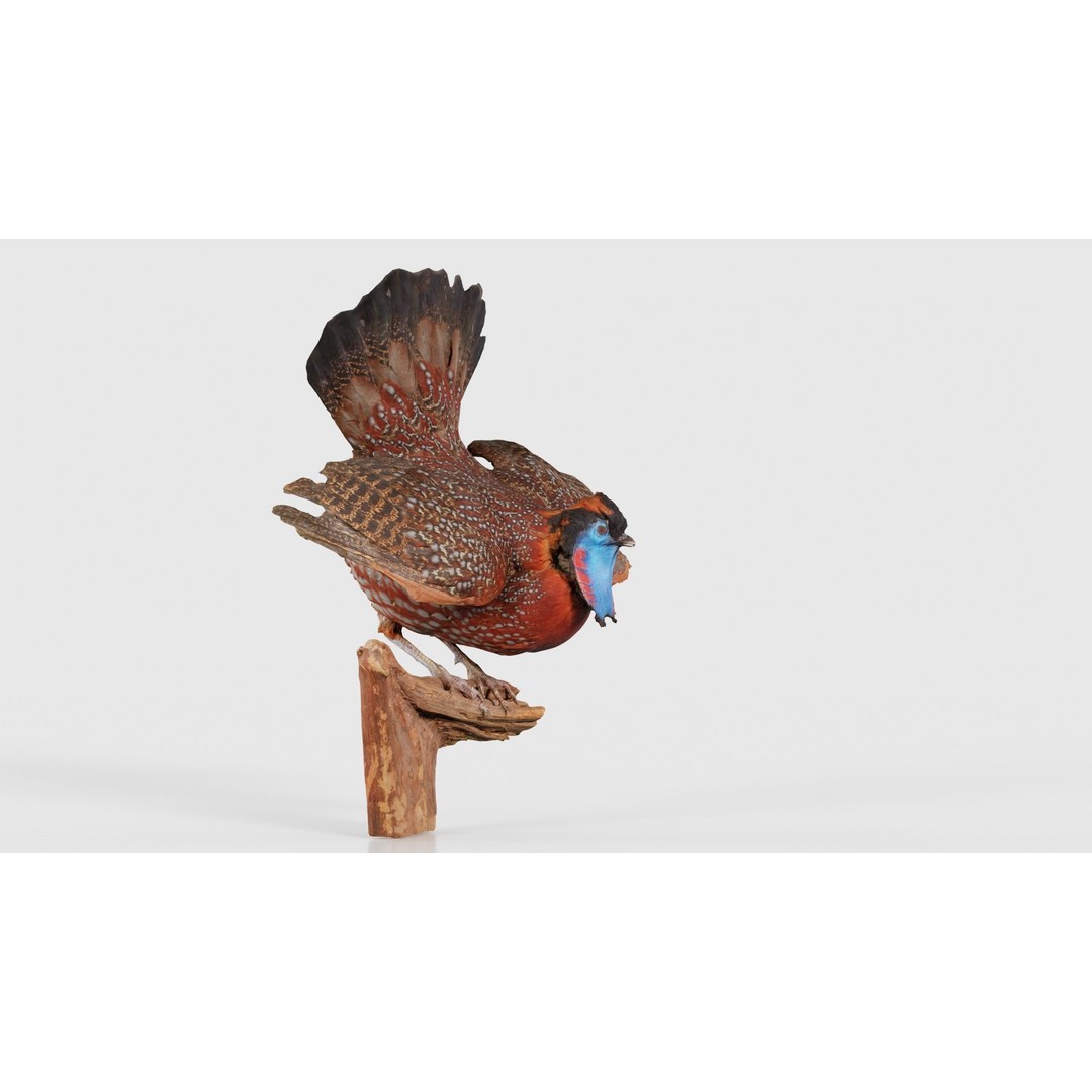 Tragopan Horned Pheasant 3D Model – Low Poly Game Asset, FBX, Blender - View 19