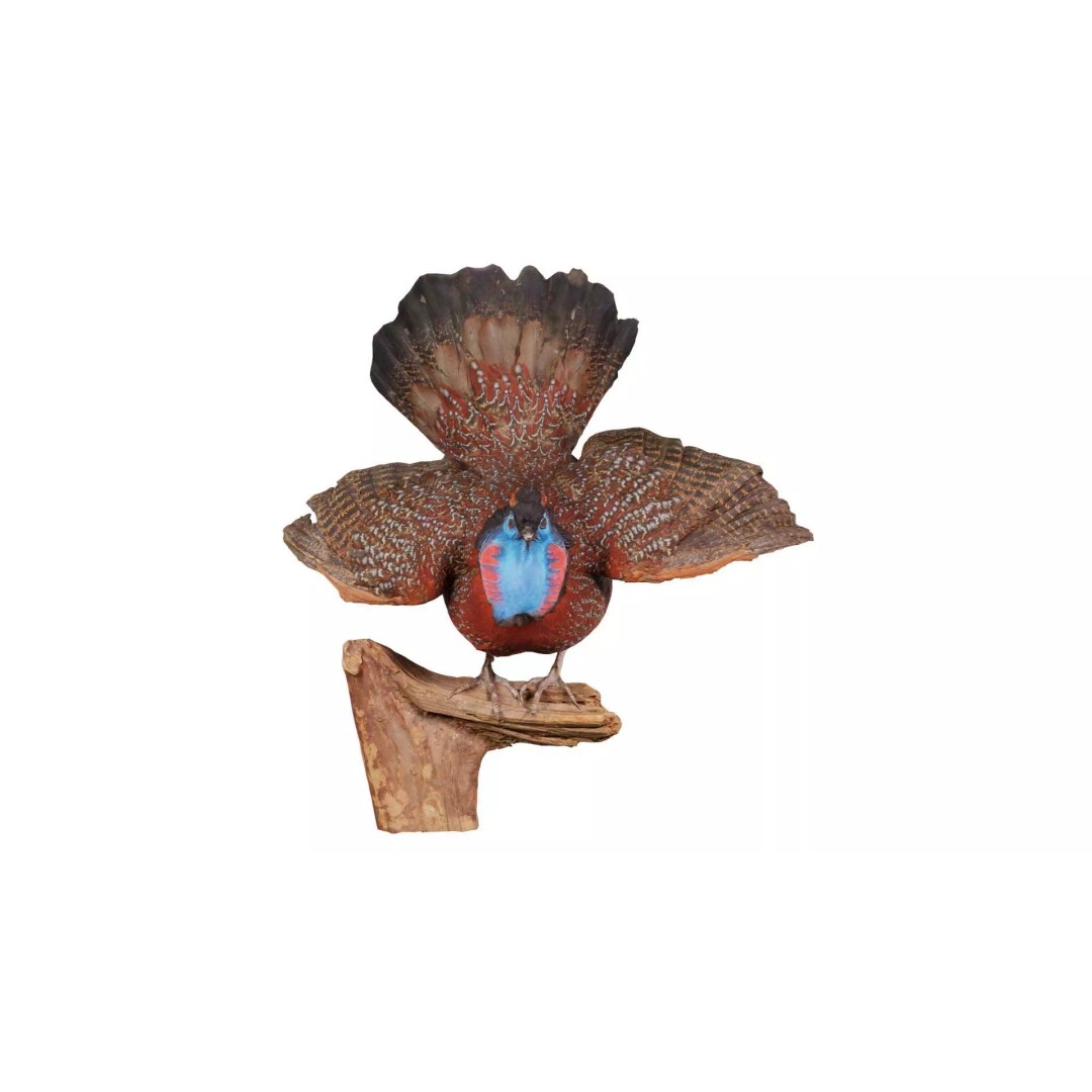 Tragopan Horned Pheasant 3D Model – Low Poly Game Asset, FBX, Blender - View 2