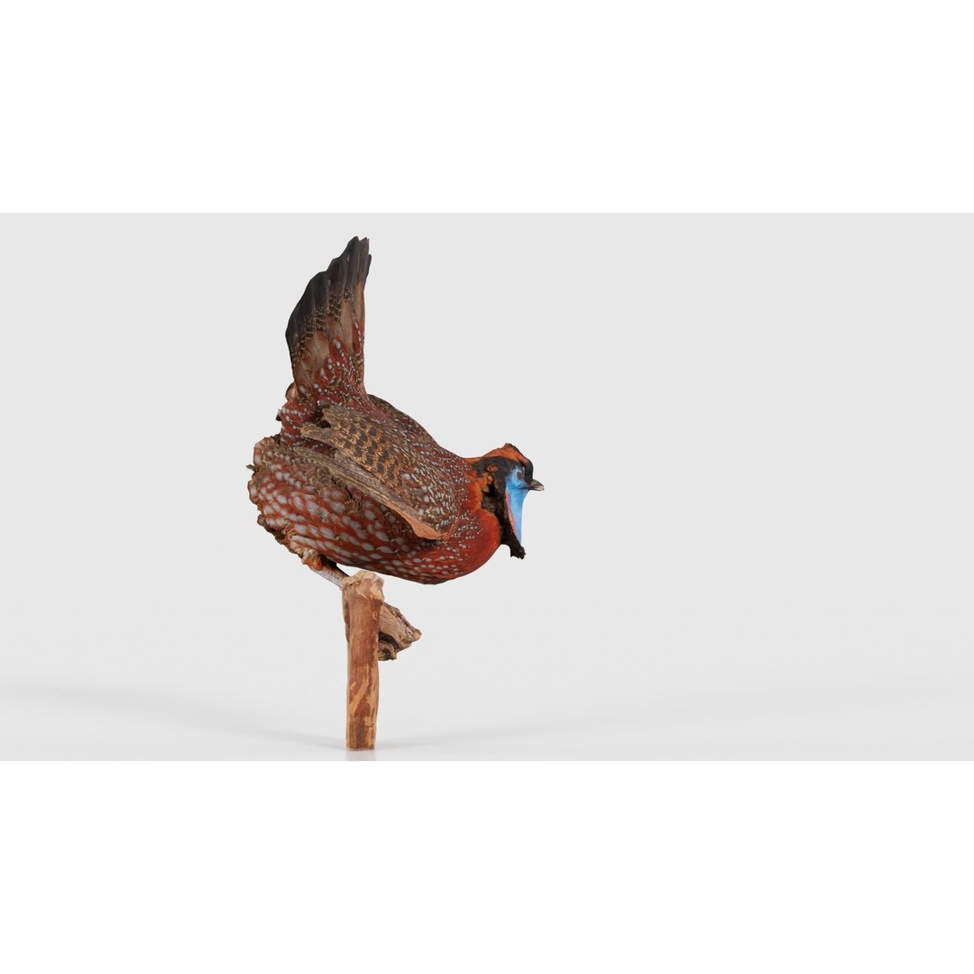 Tragopan Horned Pheasant 3D Model – Low Poly Game Asset, FBX, Blender - View 20