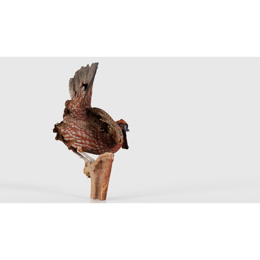 Tragopan Horned Pheasant 3D Model – Low Poly Game Asset, FBX, Blender - View 21