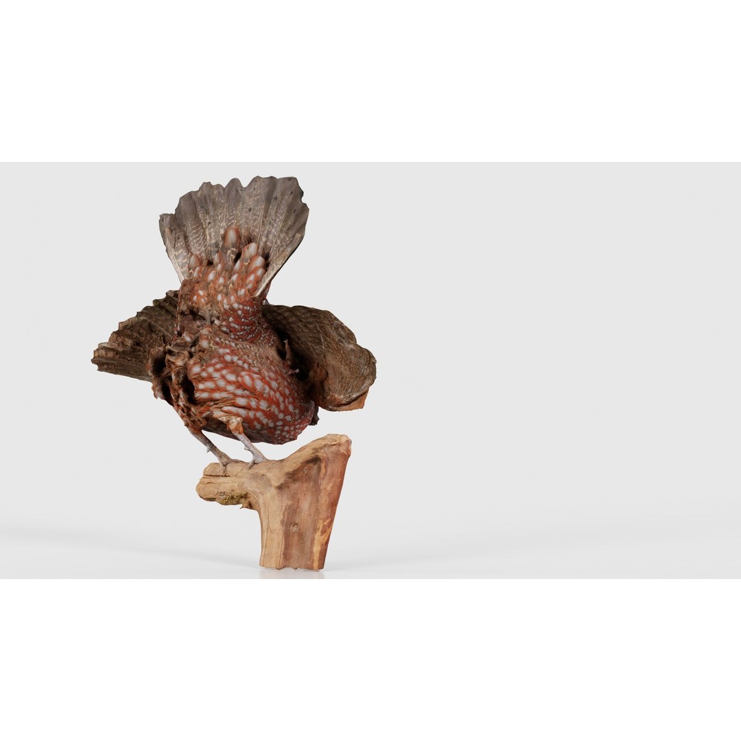 Tragopan Horned Pheasant 3D Model – Low Poly Game Asset, FBX, Blender - View 22