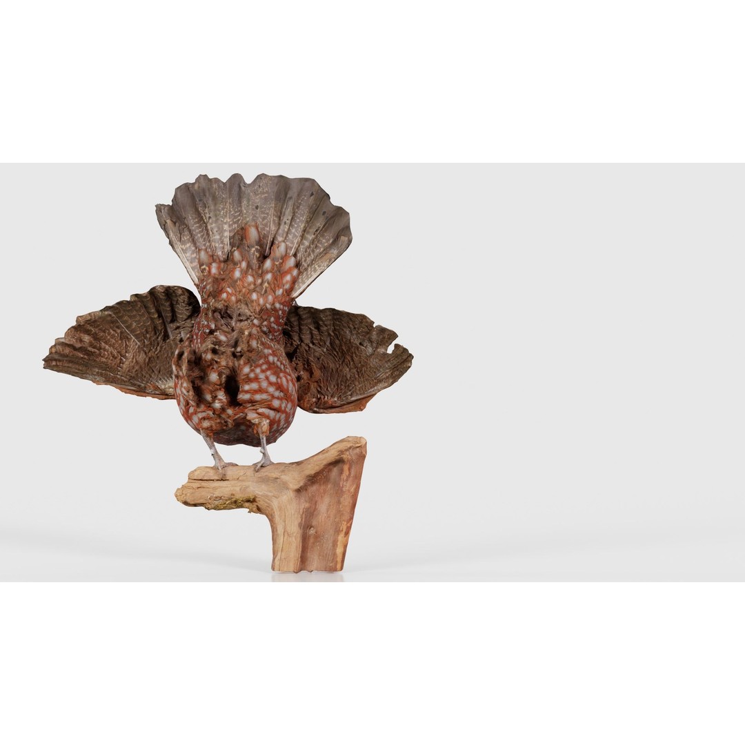 Tragopan Horned Pheasant 3D Model – Low Poly Game Asset, FBX, Blender - View 23
