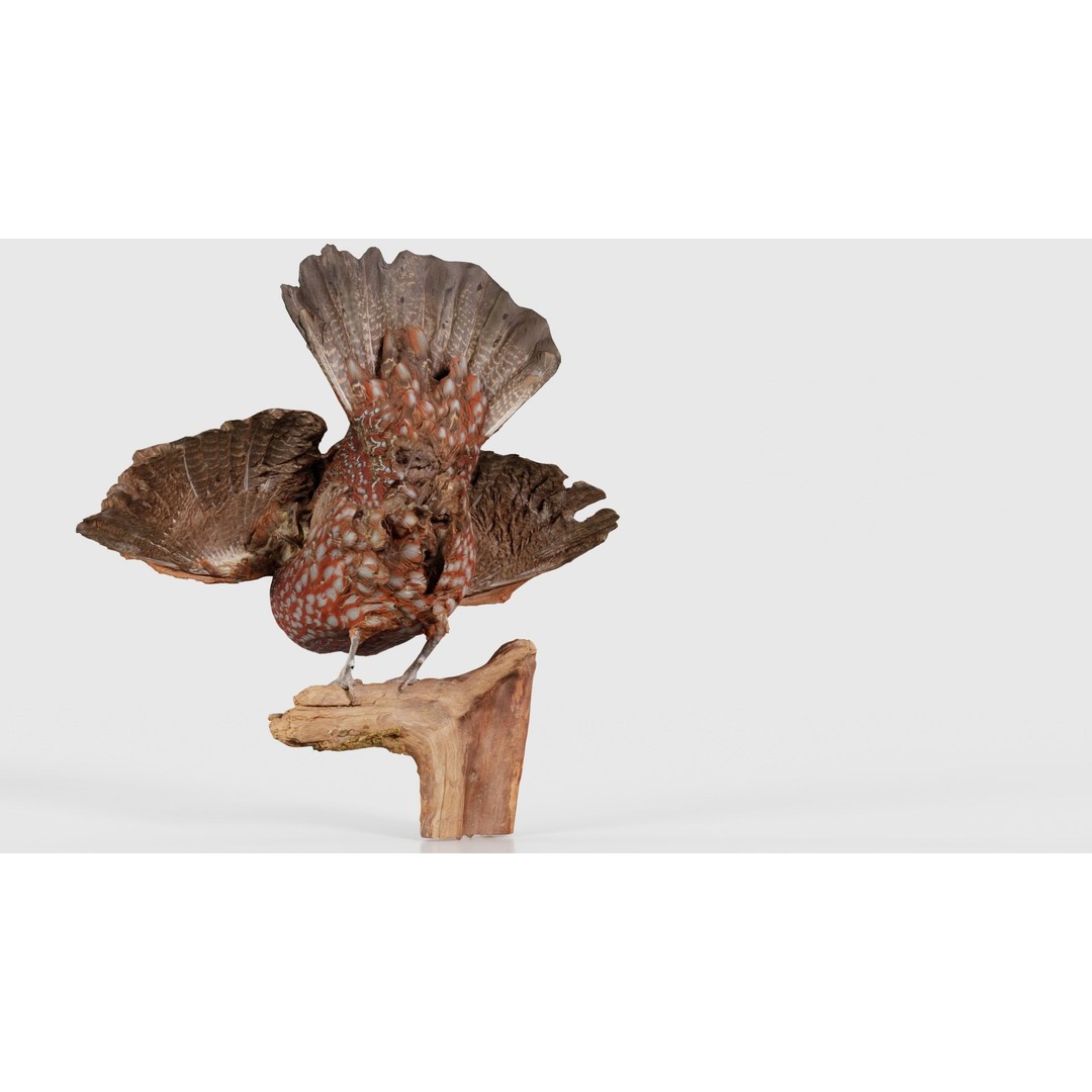 Tragopan Horned Pheasant 3D Model – Low Poly Game Asset, FBX, Blender - View 24