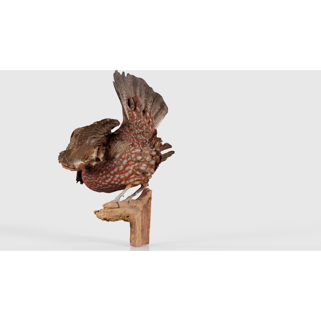 Tragopan Horned Pheasant 3D Model – Low Poly Game Asset, FBX, Blender - View 25