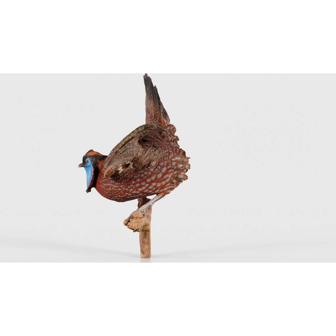 Tragopan Horned Pheasant 3D Model – Low Poly Game Asset, FBX, Blender - View 26