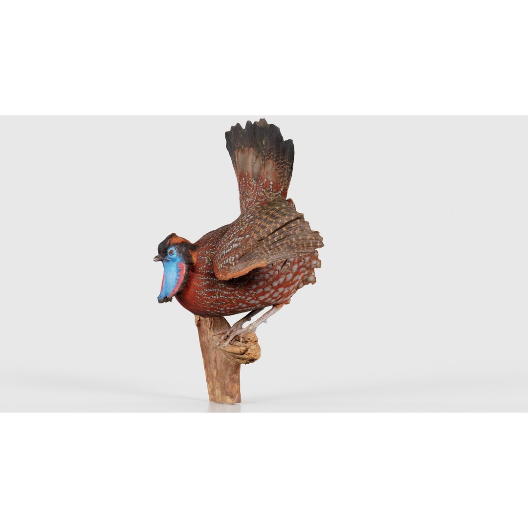 Tragopan Horned Pheasant 3D Model – Low Poly Game Asset, FBX, Blender - View 27