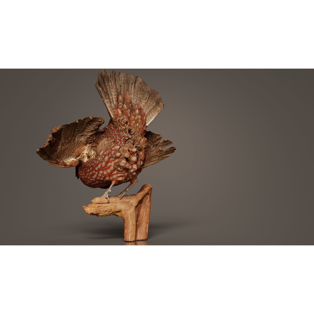 Tragopan Horned Pheasant 3D Model – Low Poly Game Asset, FBX, Blender - View 3