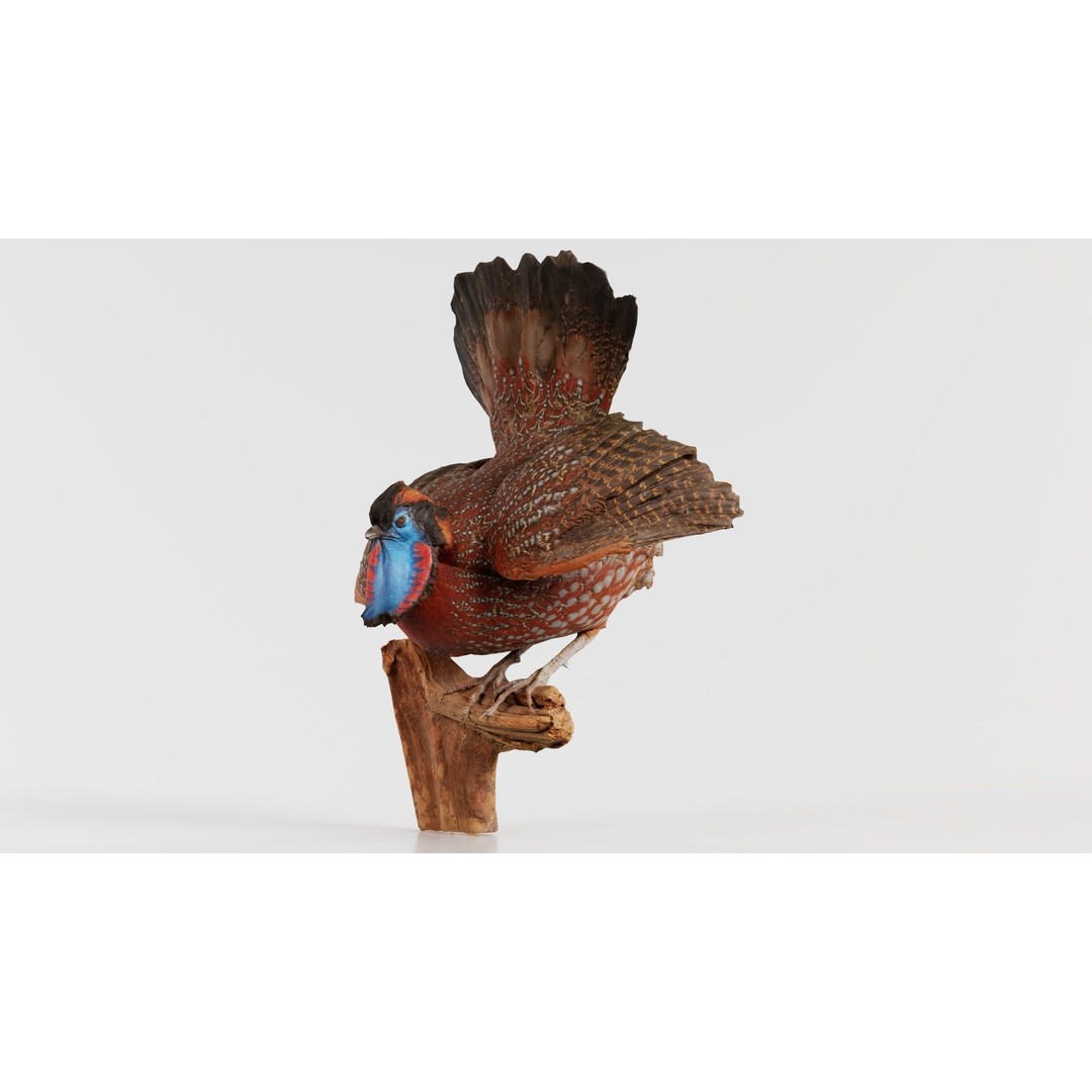Tragopan Horned Pheasant 3D Model – Low Poly Game Asset, FBX, Blender - View 4