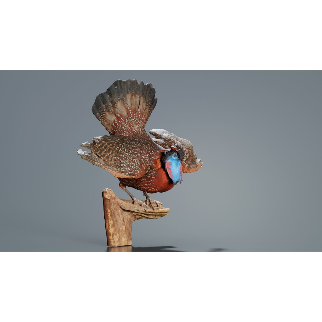 Tragopan Horned Pheasant 3D Model – Low Poly Game Asset, FBX, Blender - View 5