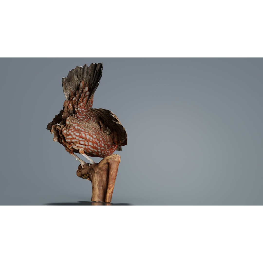 Tragopan Horned Pheasant 3D Model – Low Poly Game Asset, FBX, Blender - View 6