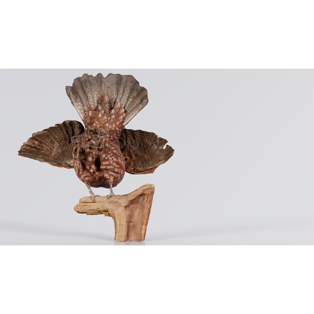Tragopan Horned Pheasant 3D Model – Low Poly Game Asset, FBX, Blender - View 7