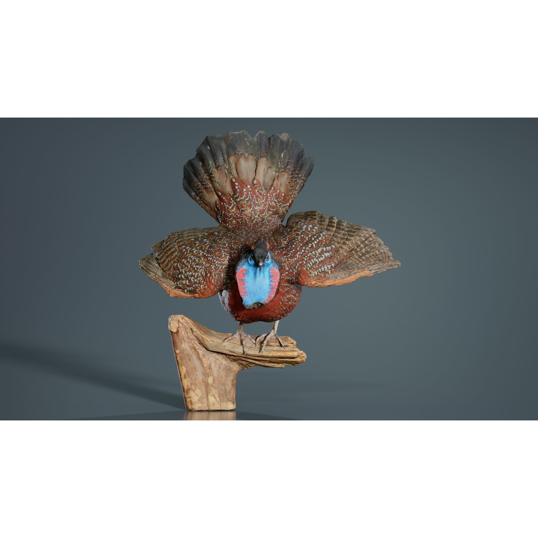 Tragopan Horned Pheasant 3D Model – Low Poly Game Asset, FBX, Blender - View 8