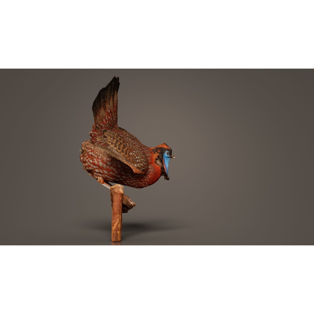 Tragopan Horned Pheasant 3D Model – Low Poly Game Asset, FBX, Blender - View 9