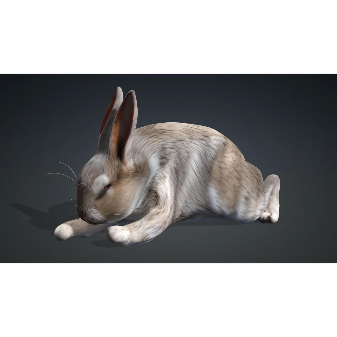 Rabbit 3D Model – Rigged Animated Character, PBR Textures, FBX - View 16
