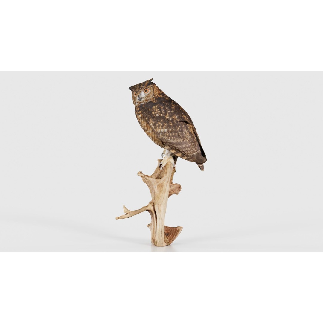 Cape Eagle Owl 3D Model – Low Poly Game Asset, FBX, PBR Textures