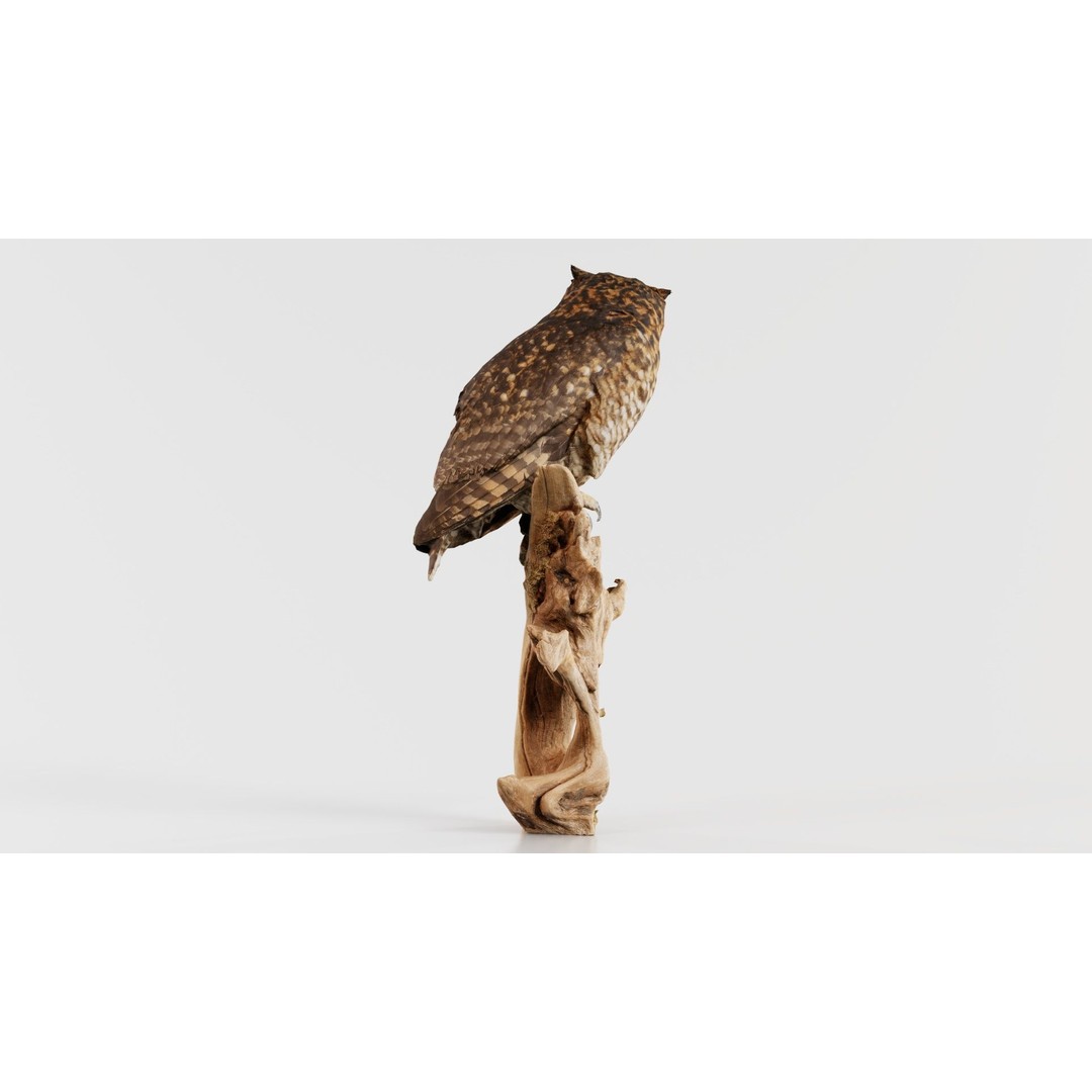 Cape Eagle Owl 3D Model – Low Poly Game Asset, FBX, PBR Textures - View 10
