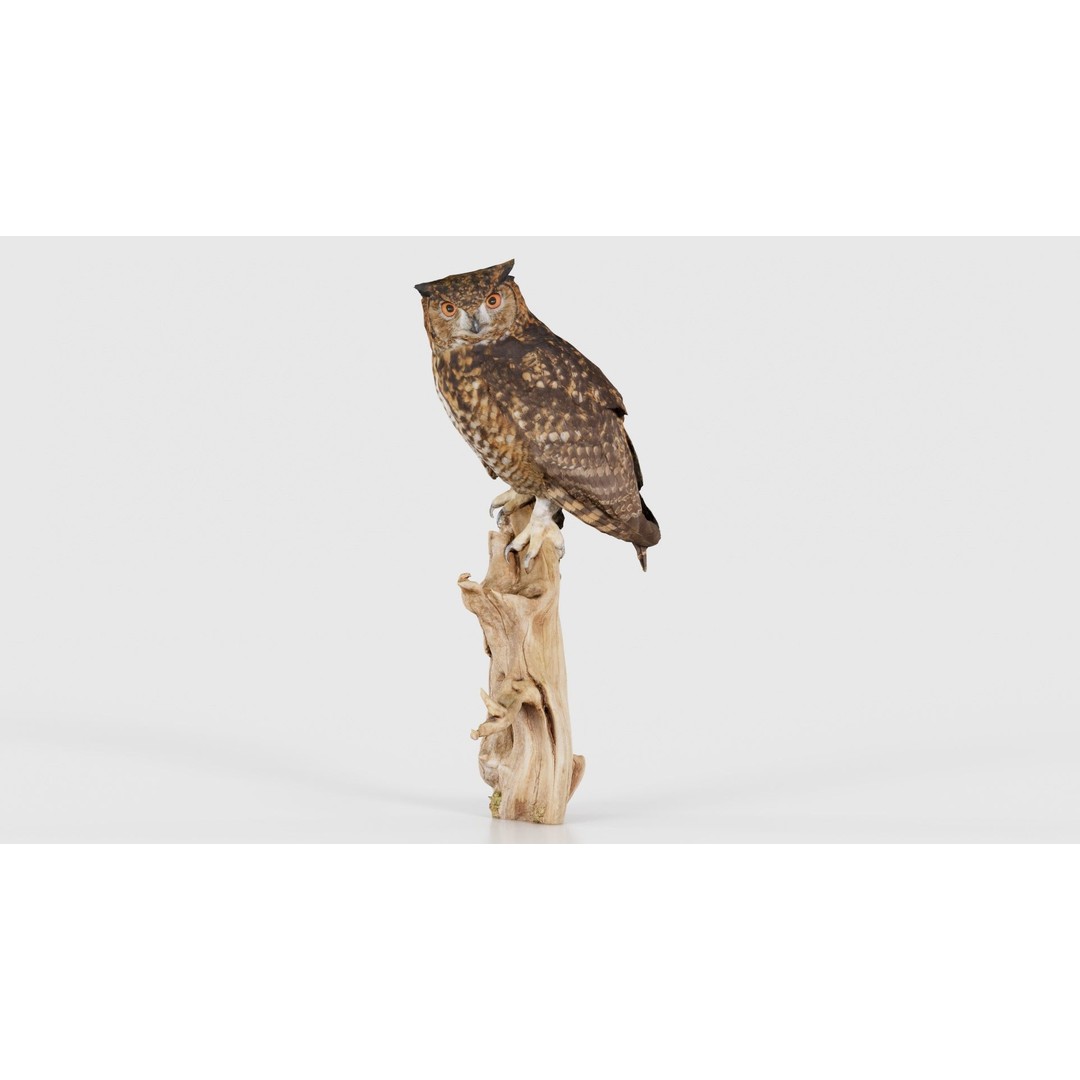 Cape Eagle Owl 3D Model – Low Poly Game Asset, FBX, PBR Textures - View 17